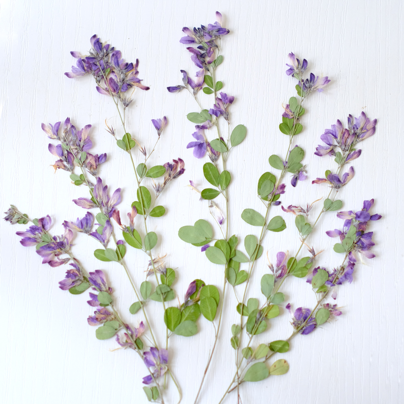 6pcs,nature Lespedeza Formosa  - Resin Art And Jewelry ulasan dan harga