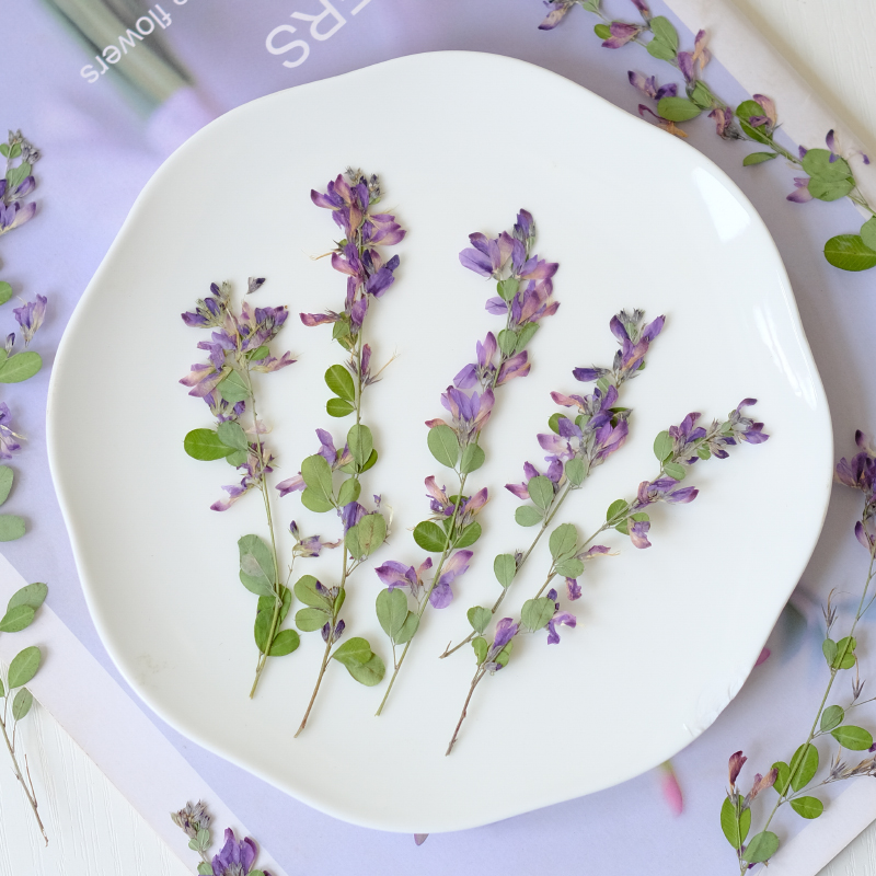 6pcs,nature Lespedeza Formosa  - Resin Art And Jewelry ulasan dan harga