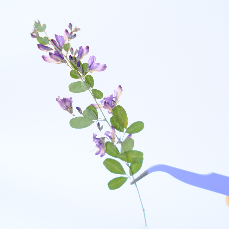 6pcs,nature Lespedeza Formosa  - Resin Art And Jewelry ulasan dan harga