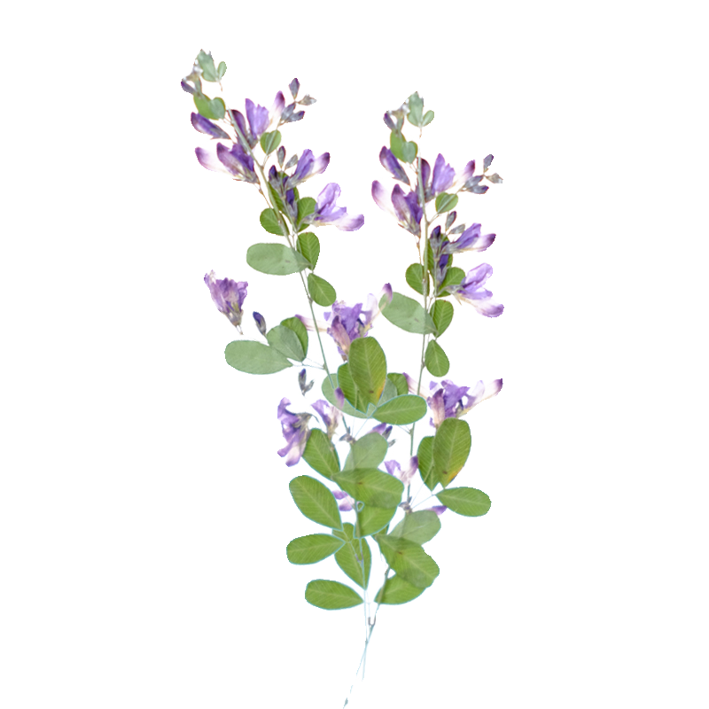 6pcs,nature Lespedeza Formosa  - Resin Art And Jewelry ulasan dan harga