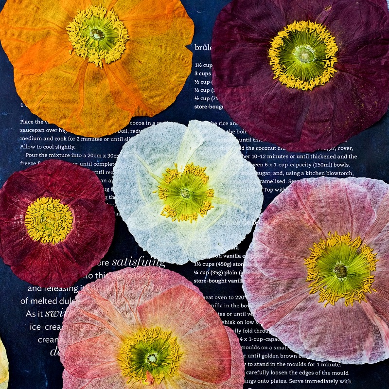 1pcs,Nature Field Poppy Presse - Resin Art Baby ulasan dan harga