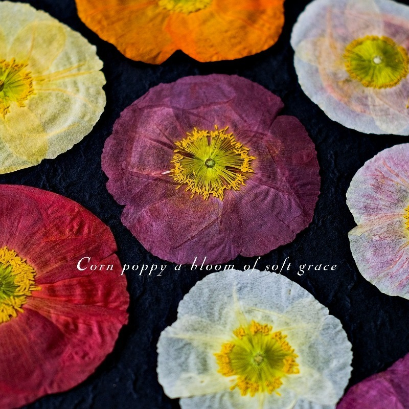 1pcs,Nature Field Poppy Presse - Resin Art Baby ulasan dan harga