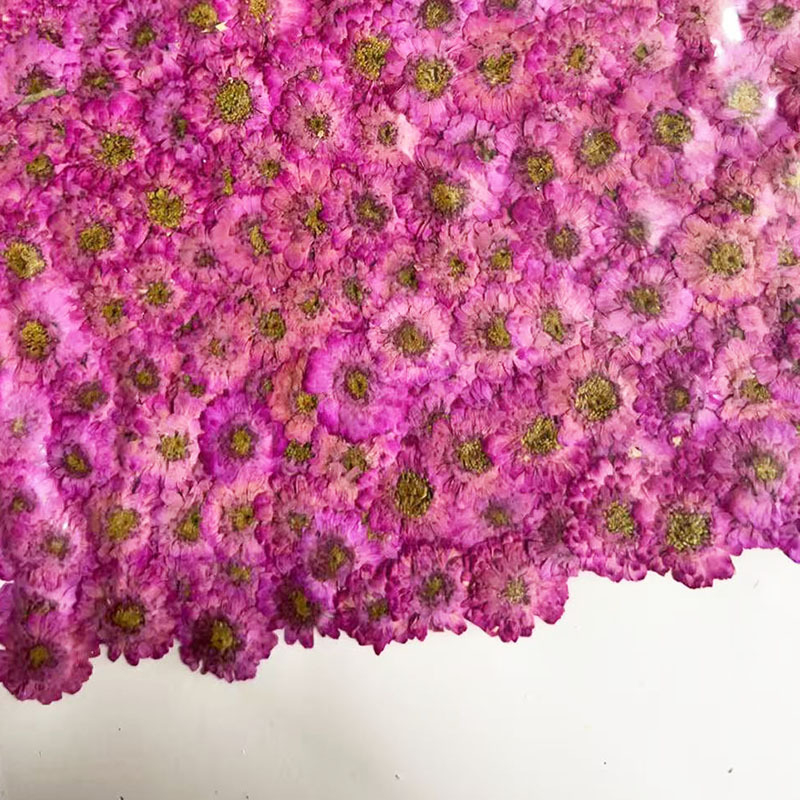 Double-Petaled Chamomile Dried - Resin Art Baby ulasan dan harga