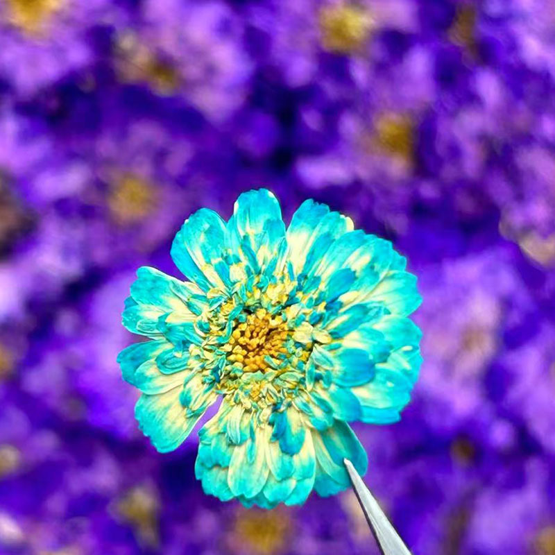 Double-Petaled Chamomile Dried - Resin Art Baby ulasan dan harga