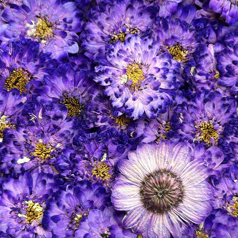Double-Petaled Chamomile Dried - Resin Art Baby ulasan dan harga