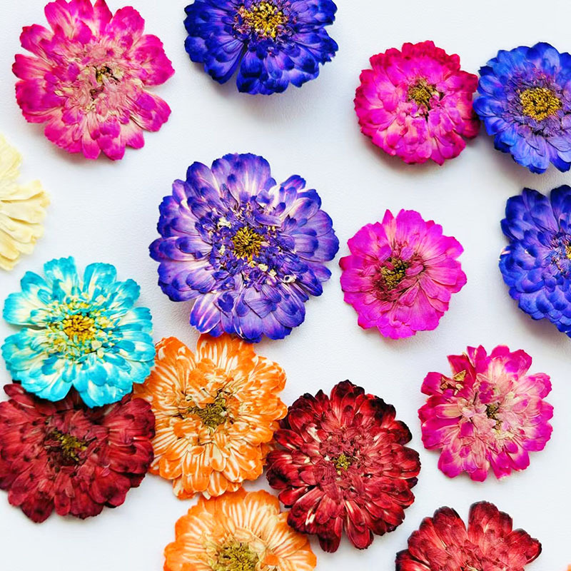 Double-Petaled Chamomile Dried - Resin Art Baby ulasan dan harga