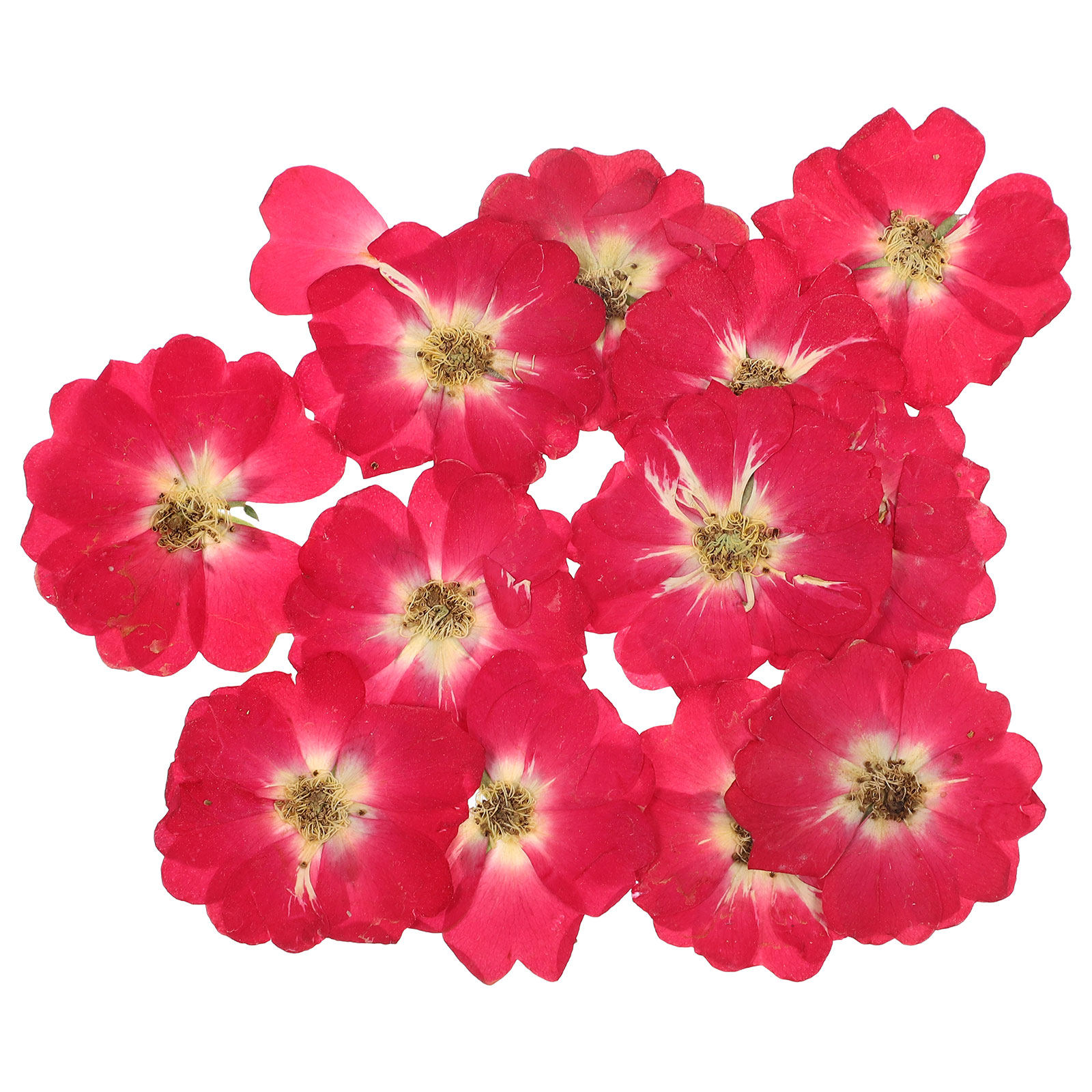 12Pcs Natural Dried Rose Press - Resin Art And Jewelry ulasan dan harga