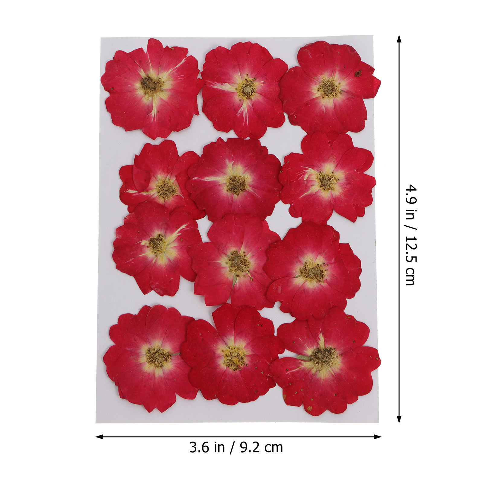 12Pcs Natural Dried Rose Press - Resin Art And Jewelry ulasan dan harga