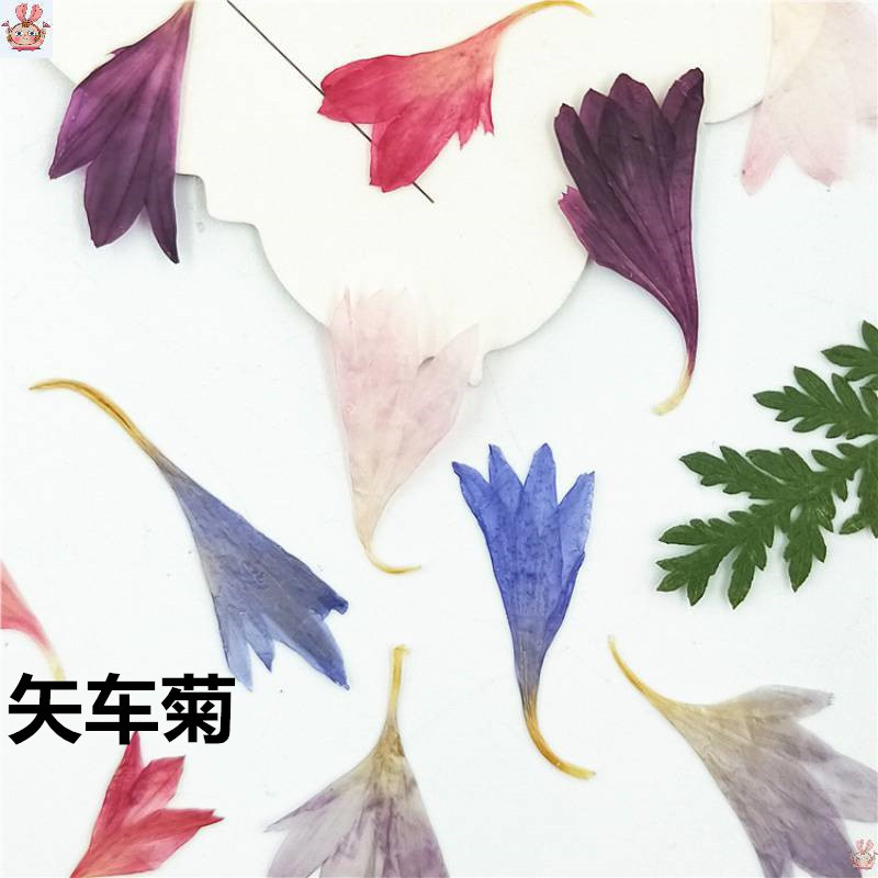 20 Plant Specimens, Cornflower - Resin Art And Jewelry ulasan dan harga