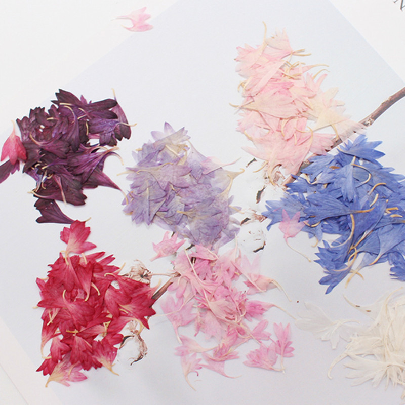 20 Plant Specimens, Cornflower - Resin Art And Jewelry ulasan dan harga