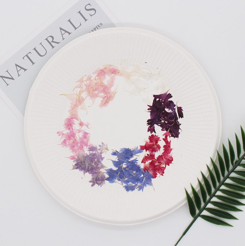 20 Plant Specimens, Cornflower - Resin Art And Jewelry ulasan dan harga
