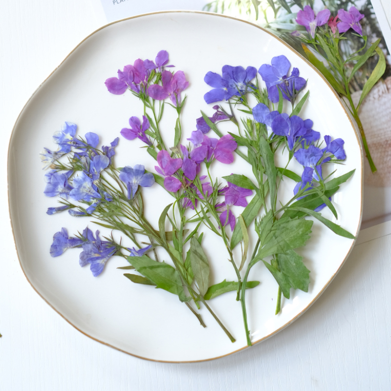 6pcs/8-13cm,nature Lobelia Eri - Resin Art And Jewelry ulasan dan harga