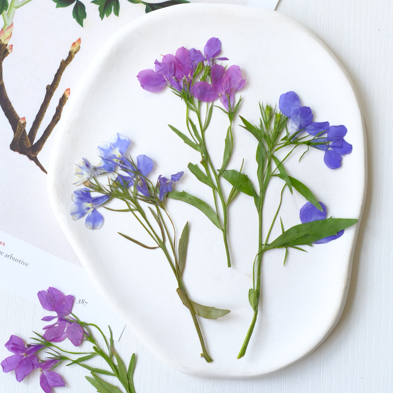 6pcs/8-13cm,nature Lobelia Eri - Resin Art And Jewelry ulasan dan harga