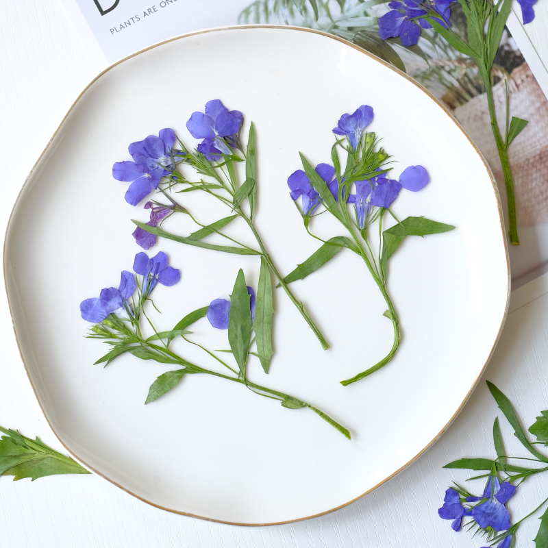 6pcs/8-13cm,nature Lobelia Eri - Resin Art And Jewelry ulasan dan harga